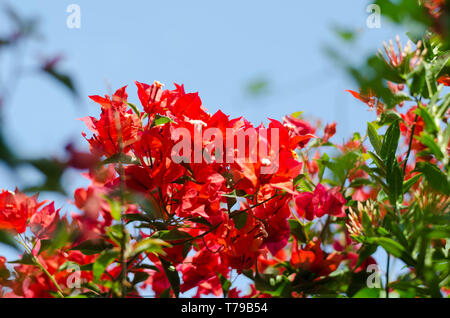 Bouganvillee rosse Foto Stock