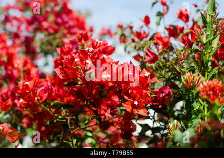 Bouganvillee rosse Foto Stock