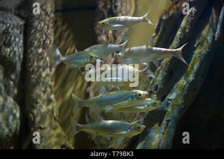 Gregge di Asian piccoli pesci di Paralaubuca typus close up. Della Thailandia Foto Stock