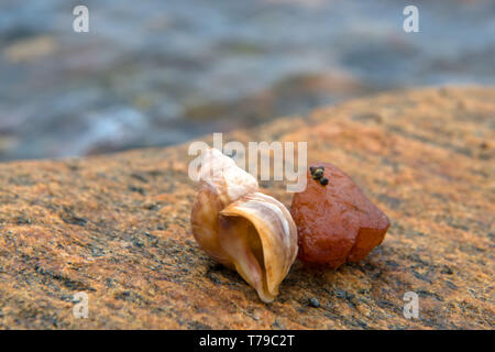 Cockleshell con una pietra giace su una grande pietra per il mare Foto Stock