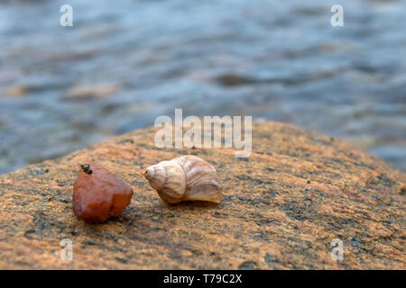 Cockleshell con una pietra giace su una grande pietra per il mare Foto Stock