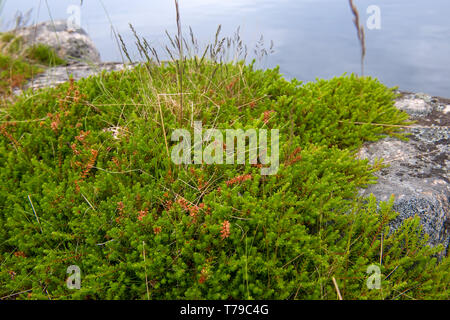 Moss copre la costa rocciosa del Mare Bianco Foto Stock