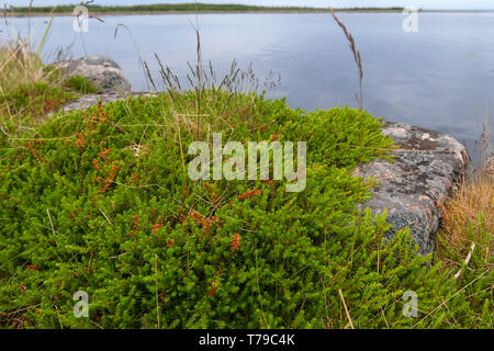 Moss copre la costa rocciosa del Mare Bianco Foto Stock