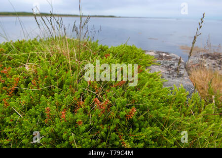Moss copre la costa rocciosa del Mare Bianco Foto Stock