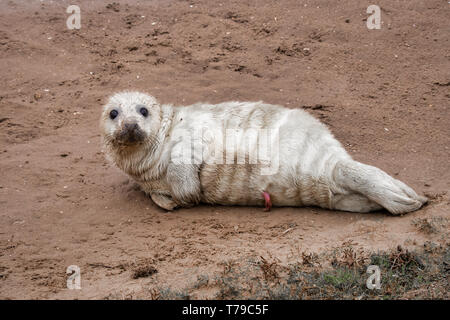 Un giovanissimo guarnizione grigio cucciolo sdraiato sulla spiaggia a Donna Nook e guardando la fotocamera. Il cordone ombelicale è ancora attaccata e visibile Foto Stock