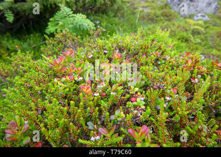Moss copre la costa rocciosa del Mare Bianco Foto Stock