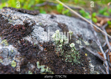 Moss copre la costa rocciosa del Mare Bianco Foto Stock