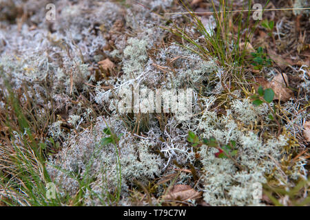 Moss copre la costa rocciosa del Mare Bianco Foto Stock