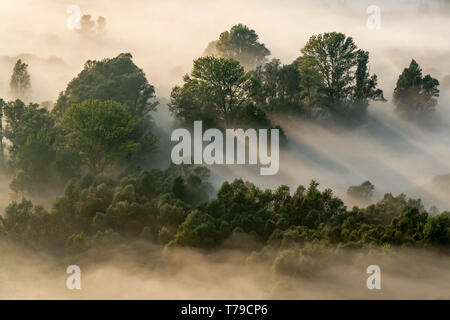 Sunrise nel Bosco nebbioso, Italia Foto Stock