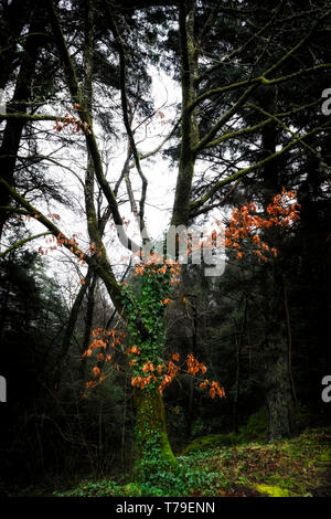 Albero in primavera Foto Stock