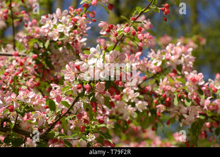 Malus floribunda o granchio japenese o viola chokeberry in primavera, vistosi crabapple rami in fiore Foto Stock