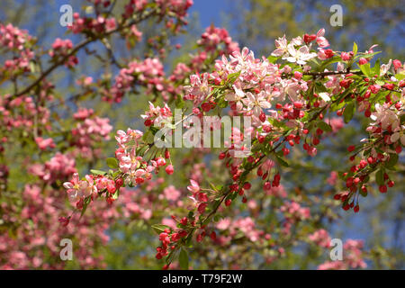 Crabapple vistosi fiori nella parte anteriore del cielo azzurro come molla tema sfondo, malus floribunda o granchio japenese o viola chokeberry in primavera Foto Stock