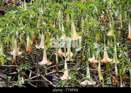 Bellissimo fiore a campana Foto Stock