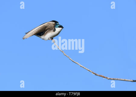 Un albero maschio Swallow distende le sue ali prima del decollo a Ashbridges Bay Park a Toronto, Ontario, Canada. Foto Stock