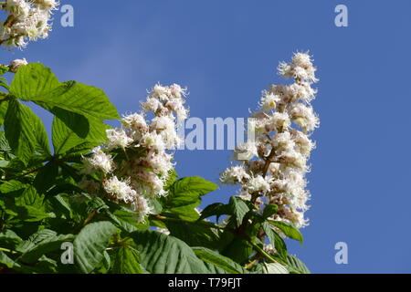 White Chestnut fiorisce sui rami di alberi, Germania, Europa Foto Stock