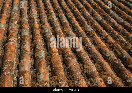 Close-up di tegole sul tetto coperto da muschi e licheni in una soleggiata giornata al castello di Marvao. Un borgo medievale arroccato su una rupe in Portogallo. Foto Stock