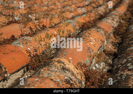 Close-up di tegole sul tetto coperto da muschi e licheni in una soleggiata giornata al castello di Marvao. Un borgo medievale arroccato su una rupe in Portogallo. Foto Stock