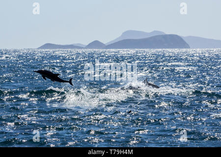 Delfino comune (Delphinus delphis) superpod avvicinando alla barca per bowriding e cavalcare le onde di scia, Baja California Foto Stock