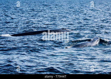 La balenottera (Balaenoptera physalus), noto anche come finback whale, madre e manto di vitello, Mare di corteccia, Messico Foto Stock