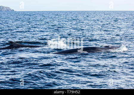 La balenottera (Balaenoptera physalus), noto anche come finback whale, madre e manto di vitello, Mare di corteccia, Messico Foto Stock