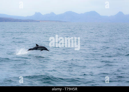Delfino comune (Delphinus delphis) jumping chiaro al di fuori dell'acqua, Baja California Foto Stock