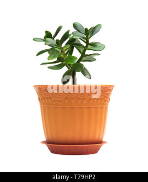 Crassula ovata jade homeplant money tree in marrone pot isolato su bianco Foto Stock