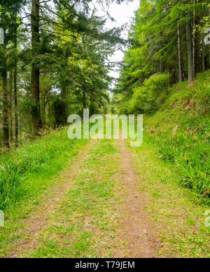 La via che conduce a distanza attraverso la foresta di bosco con abeti, Pressmennan legno, East Lothian, Scozia, Regno Unito Foto Stock