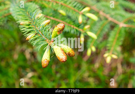 Chiusura del cono di pino gemme che crescono su abete in primavera, East Lothian, Scozia, Regno Unito Foto Stock