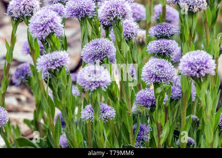 Globularia nudicaulis Foto Stock