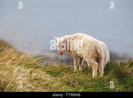 Pecore sulla costa Foto Stock