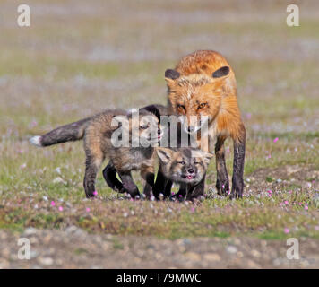Una volpe rossa vixen e il suo kit Foto Stock