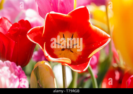 Chiudere rosso tulipano giallo fiore primavera Foto Stock