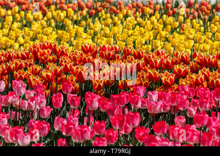 Più righe di colore rosa e arancio molla gialla Tulip Fiori Foto Stock