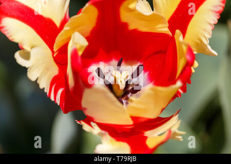Rosso e Giallo Featherd Parrot Tulip Flower Foto Stock