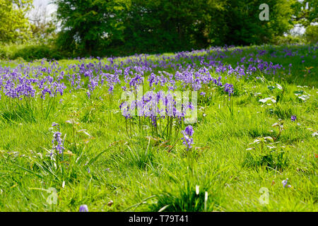 Bluebell wood in una giornata di sole, Inghilterra Foto Stock