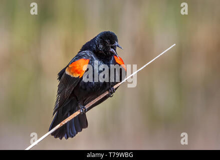 Rosso-winged blackbird (Agelaius phoeniceus) maschio a cantare in canneti, Iowa, USA. Foto Stock