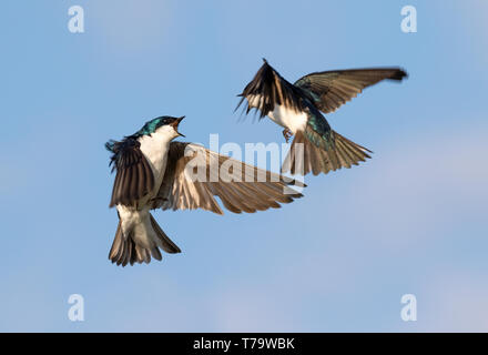 Tree swallow (Tachycineta bicolore) maschi combattimenti nel cielo, Iowa, USA Foto Stock