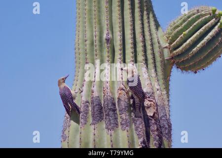 Gila picchi a nido di cactus Saguaro Foto Stock