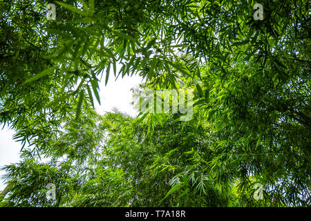 Albero di bambù nel giardino con vista al di sotto o in basso angolo di visione. Foto Stock