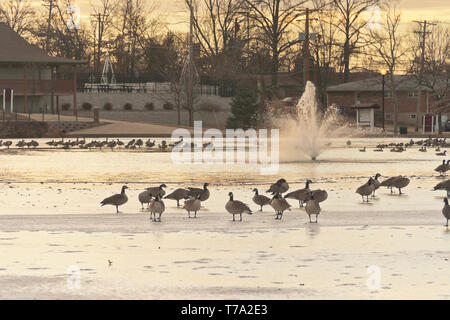 Branco di oche sul lago ghiacciato. La mattina presto in inverno a San Louis January-Wabash Park. Foto Stock