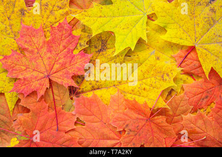 Colorato autunno caduto foglie di acero come sfondo Foto Stock