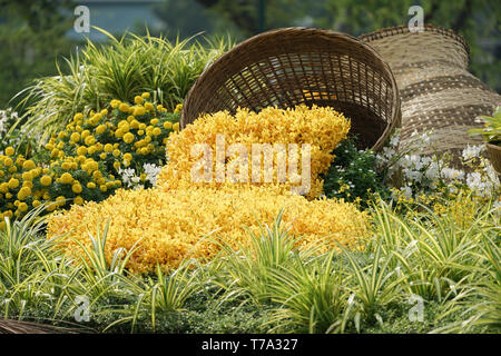 La caduta di orchidea gialla il design e la decorazione dal cesto marrone nel giardino. Foto Stock