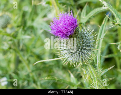 Il cardo (Cynara cardunculus) chiamato anche il carciofo thistle closeup view Foto Stock