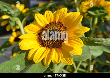 Bella luminoso giallo Testa di girasole sotto la luce diretta del sole al centro del campo di girasoli nella campagna. Foto Stock