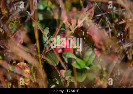 Rosso e Nero frutti di bosco crescono nella foresta delle boccole sotto i raggi del sole. Autunno Foto Stock