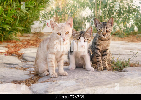 Tre curioso bambino gatto gattini, diversi colori rivestimento shorthair, seduti fianco a fianco in un villaggio greco vicolo, Cicladi, isola Egea, Grecia Foto Stock