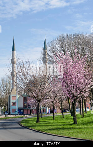 Rotterdam, Paesi Bassi, 24 marzo 2019: Rosa fioritura prunus alberi vicino il rospo passando il stile ottomano moschea Mevlana in una giornata di sole in spri Foto Stock