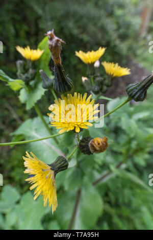 Fiori gialli / sommità fiorite di liscio Sow-Thistle / Sonchus oleraceus. Foglie giovani commestibile come un cibo foraged. Comuni / UK erbaccia europea Foto Stock