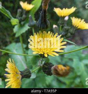 Fiori gialli / sommità fiorite di liscio Sow-Thistle / Sonchus oleraceus. Foglie giovani commestibile come un cibo foraged. Comuni / UK erbaccia europea Foto Stock