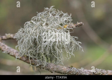 Timo di lichen verde pallido su ramoscelli di albero. Apparentemente un segno di aria pulita. Foto Stock